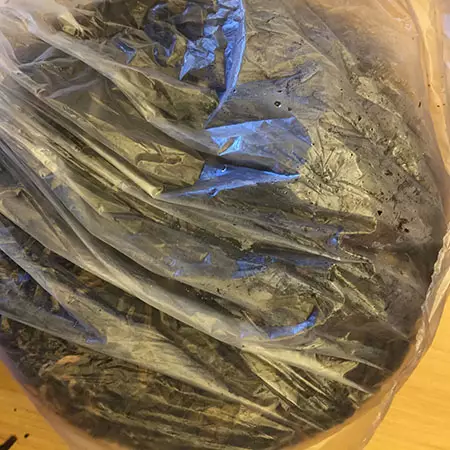 手把手教你微波炉和蒸汽拆茶饼，简直太实用了！69