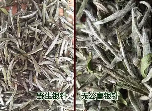 野生白茶干茶