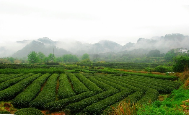 武夷山茶叶