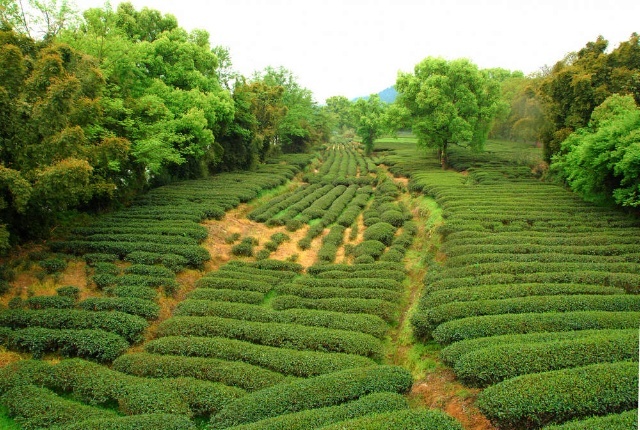 武夷梯田茶片区