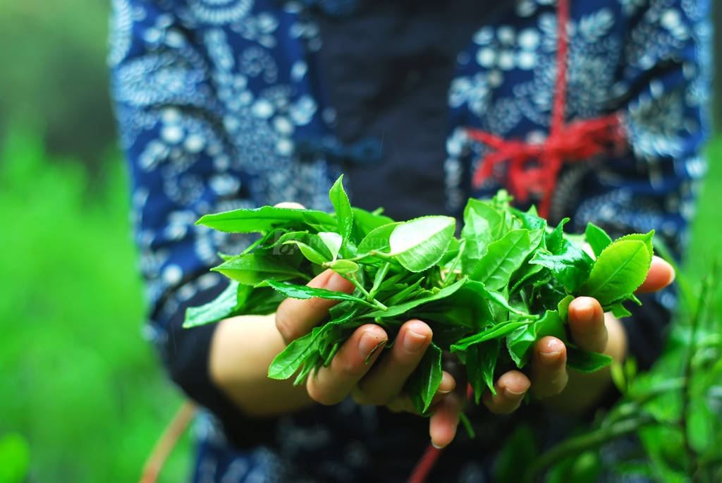 清明茶与谷雨茶有什么区别