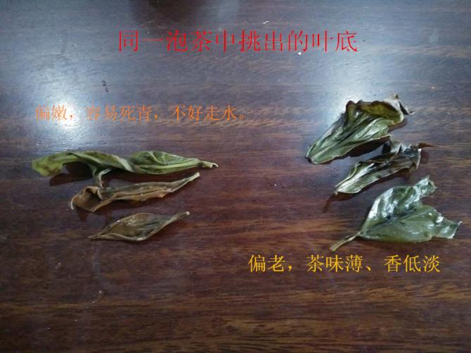 武夷岩茶审评要点