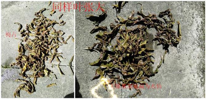 2011年春季毛茶审评