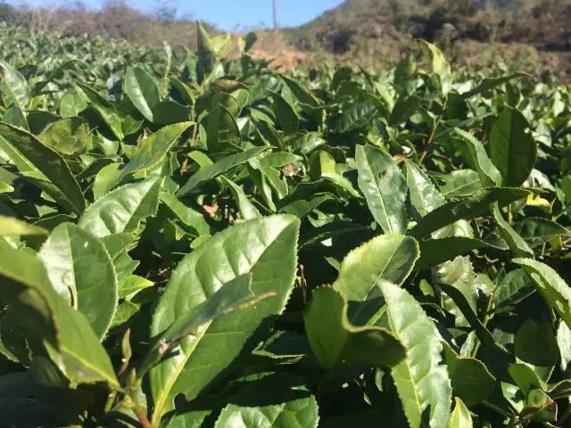 武夷岩茶中的做青工艺