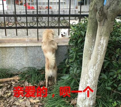 光头男猥亵少女大骂乘客，遭围殴瞬间求饶，嚣张不过三分钟