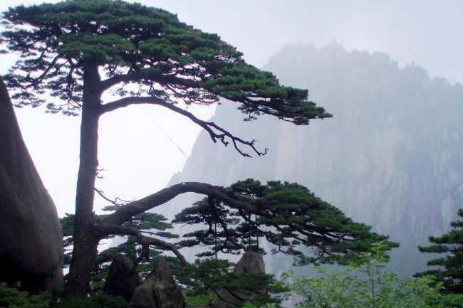 黄山“十三五”茶产业发展规划通过评审