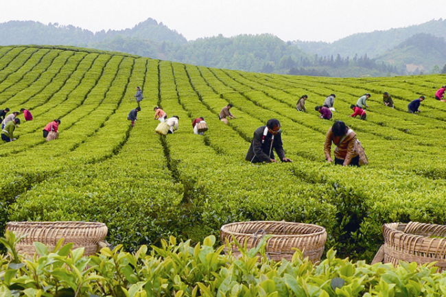 潮安启动凤凰单丛茶产业人才培养工程